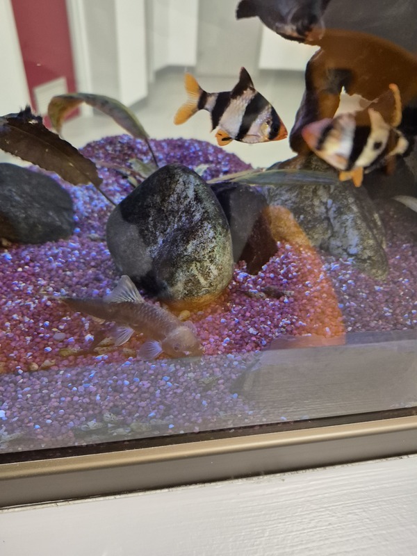 L'aquarium qui sert peut-être à calmer les patients qui attendent leur tour